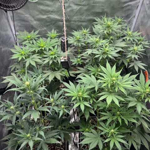 Lemon kerry Banana Purple  growlog timeline photo