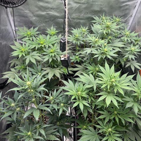 Lemon kerry Banana Purple  growlog timeline photo
