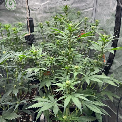 Lemon kerry Banana Purple  growlog timeline photo