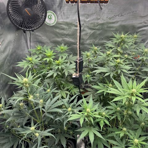 Lemon kerry Banana Purple  growlog timeline photo