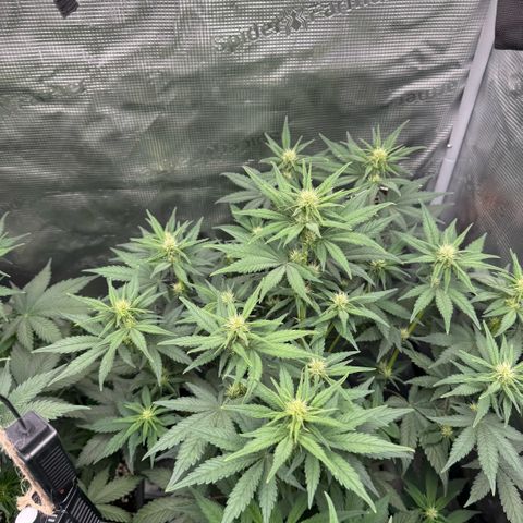 Lemon kerry Banana Purple  growlog timeline photo
