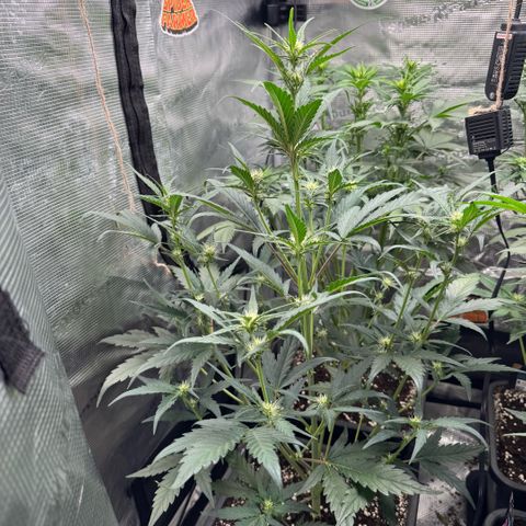 Lemon kerry Banana Purple  growlog timeline photo