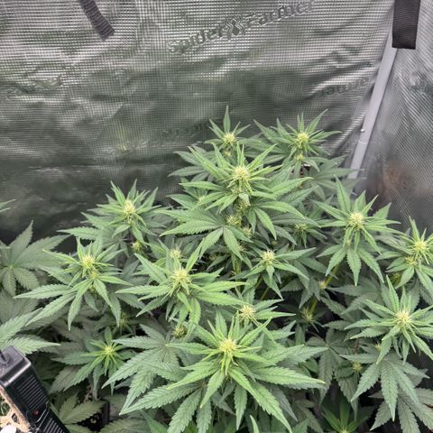 Lemon kerry Banana Purple  growlog timeline photo
