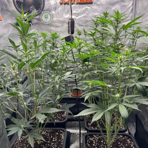 Lemon kerry Banana Purple  growlog timeline photo