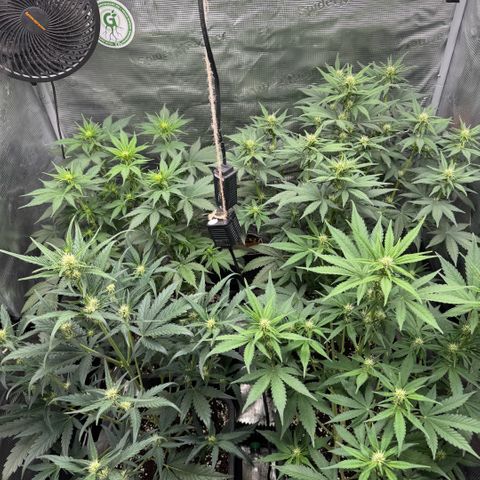 Lemon kerry Banana Purple  growlog timeline photo