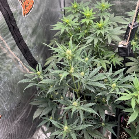 Lemon kerry Banana Purple  growlog timeline photo