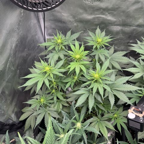 Lemon kerry Banana Purple  growlog timeline photo
