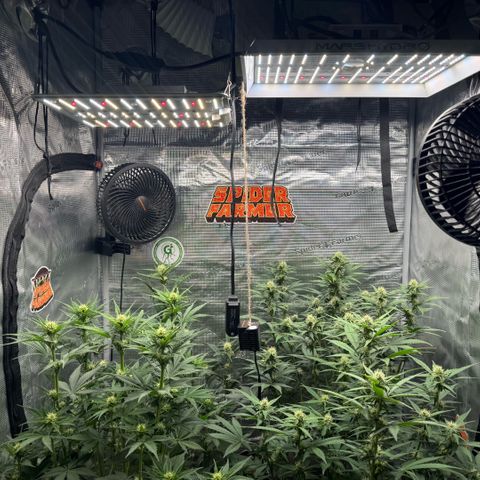 Lemon kerry Banana Purple  growlog timeline photo