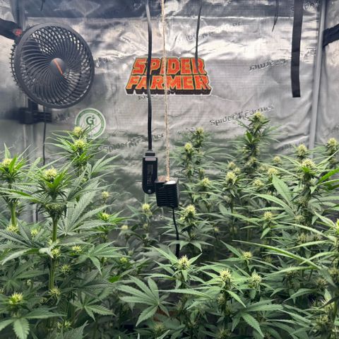 Lemon kerry Banana Purple  growlog timeline photo