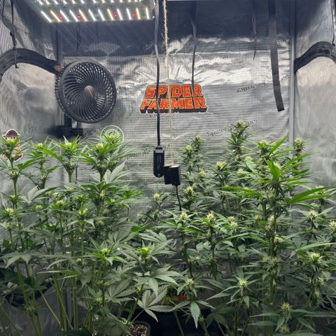 Lemon kerry Banana Purple  growlog timeline photo