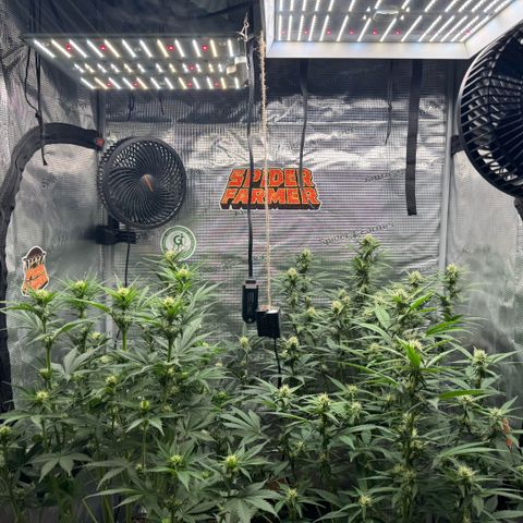 Lemon kerry Banana Purple  growlog timeline photo