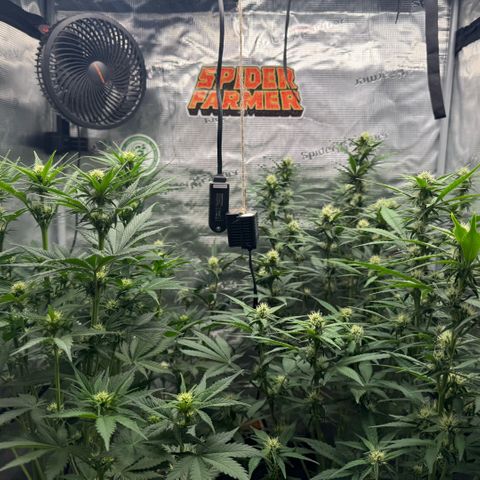 Lemon kerry Banana Purple  growlog timeline photo