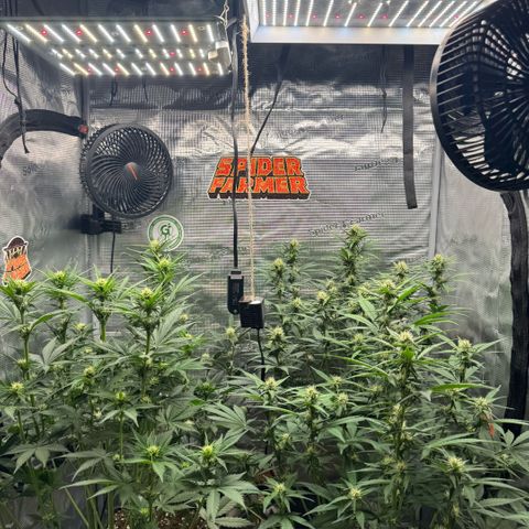 Lemon kerry Banana Purple  growlog timeline photo