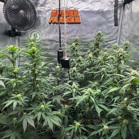 Lemon kerry Banana Purple  growlog timeline photo