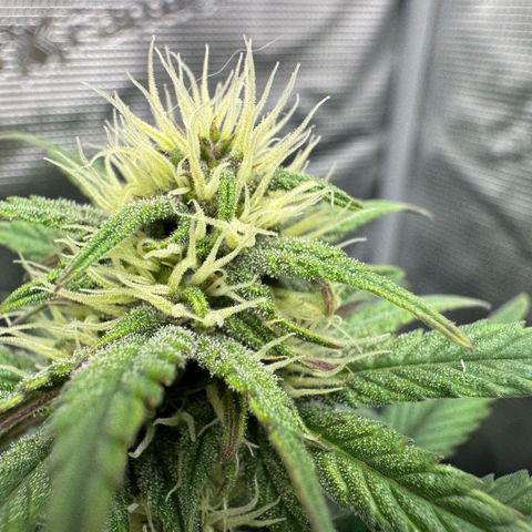 Lemon kerry Banana Purple  growlog timeline photo