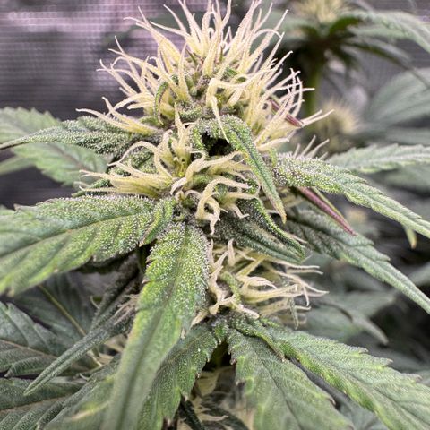 Lemon kerry Banana Purple  growlog timeline photo