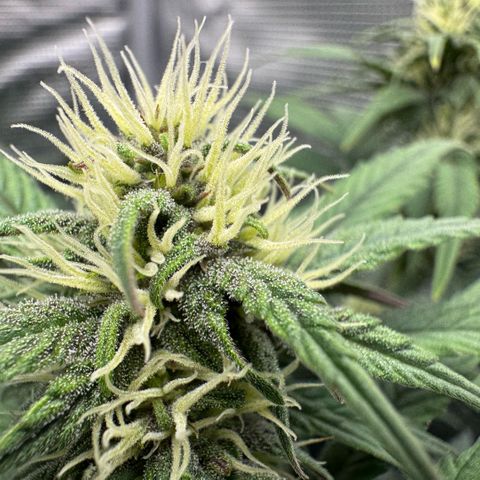 Lemon kerry Banana Purple  growlog timeline photo