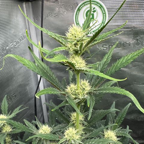 Lemon kerry Banana Purple  growlog timeline photo