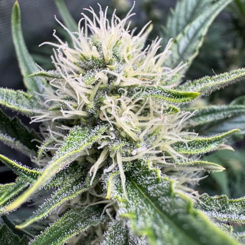 Lemon kerry Banana Purple  growlog timeline photo