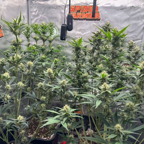 Lemon kerry Banana Purple  growlog timeline photo