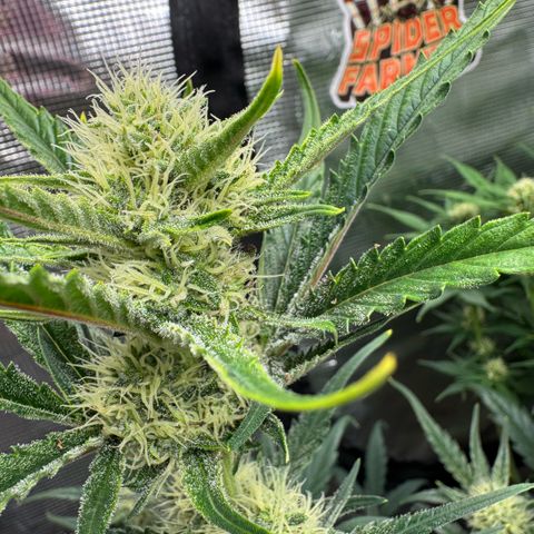 Lemon kerry Banana Purple  growlog timeline photo