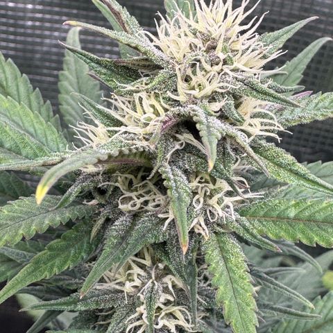 Lemon kerry Banana Purple  growlog timeline photo