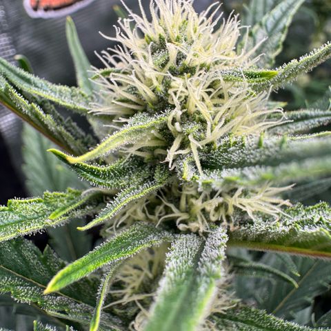 Lemon kerry Banana Purple  growlog timeline photo