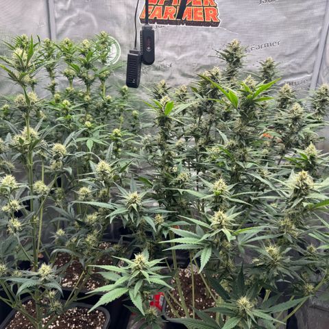 Lemon kerry Banana Purple  growlog timeline photo