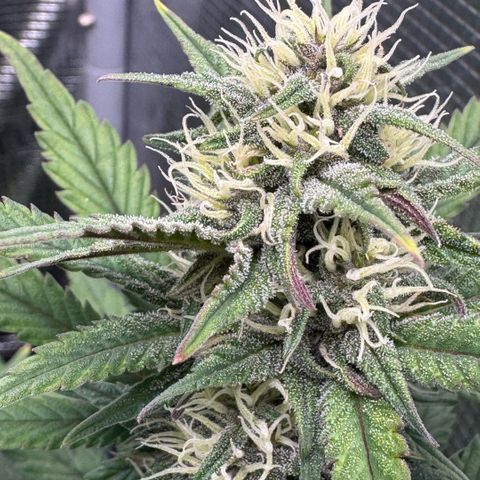 Lemon kerry Banana Purple  growlog timeline photo