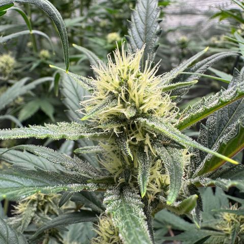 Lemon kerry Banana Purple  growlog timeline photo