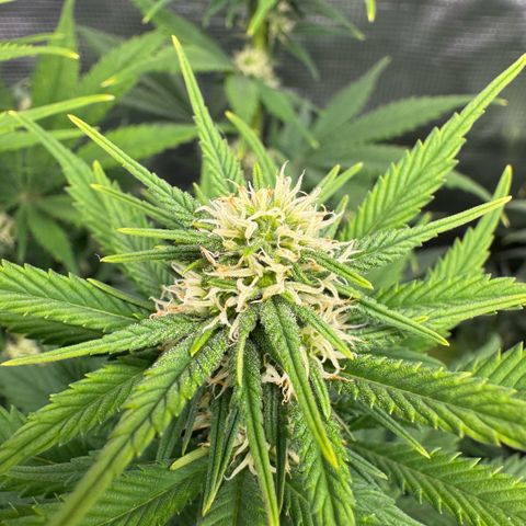 Lemon kerry Banana Purple  growlog timeline photo