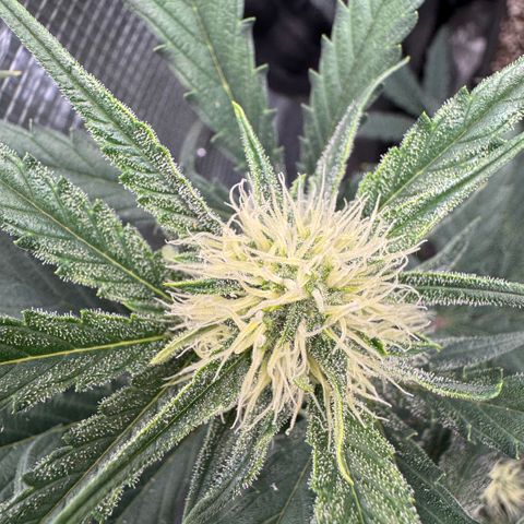 Lemon kerry Banana Purple  growlog timeline photo