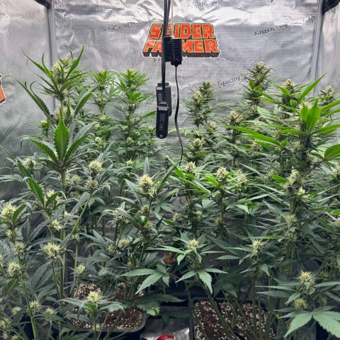 Lemon kerry Banana Purple  growlog timeline photo