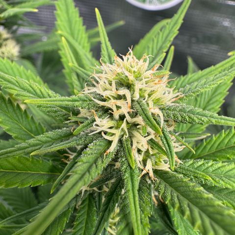 Lemon kerry Banana Purple  growlog timeline photo