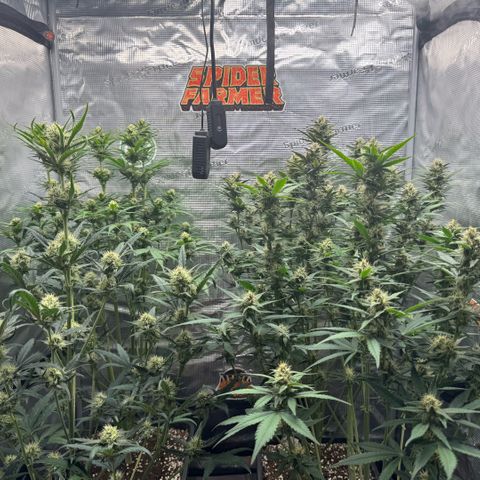 Lemon kerry Banana Purple  growlog timeline photo