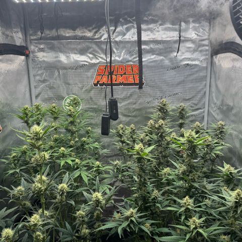 Lemon kerry Banana Purple  growlog timeline photo