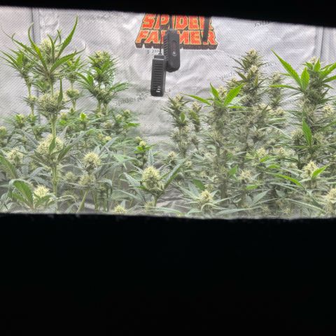 Lemon kerry Banana Purple  growlog timeline photo