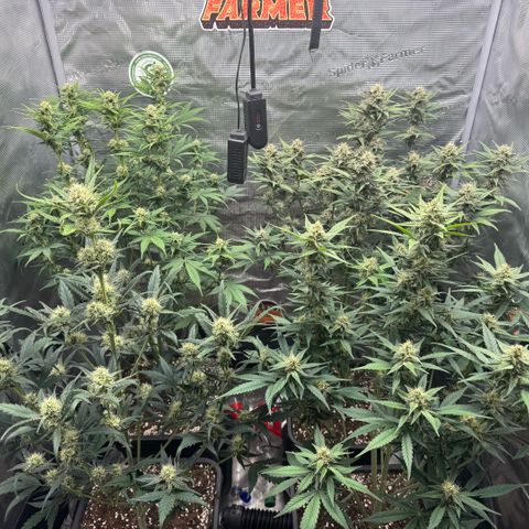 Lemon kerry Banana Purple  growlog timeline photo