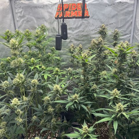 Lemon kerry Banana Purple  growlog timeline photo