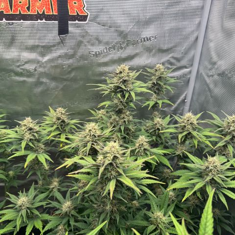 Lemon kerry Banana Purple  growlog timeline photo