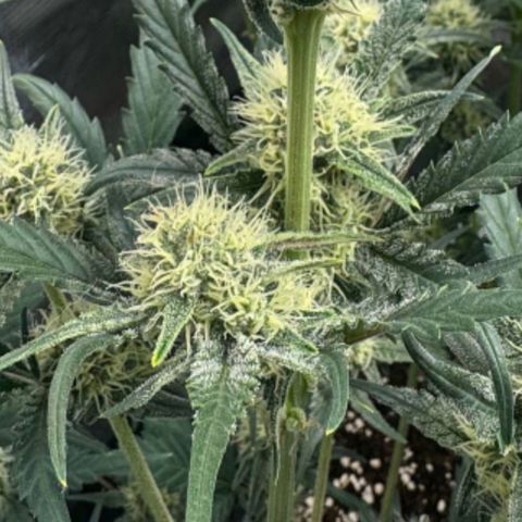 Lemon kerry Banana Purple  growlog timeline photo
