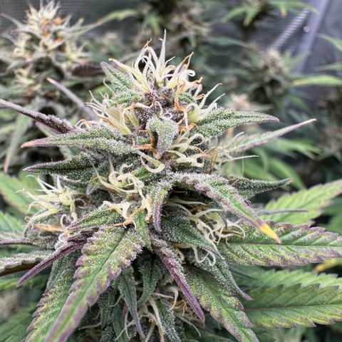 Lemon kerry Banana Purple  growlog timeline photo