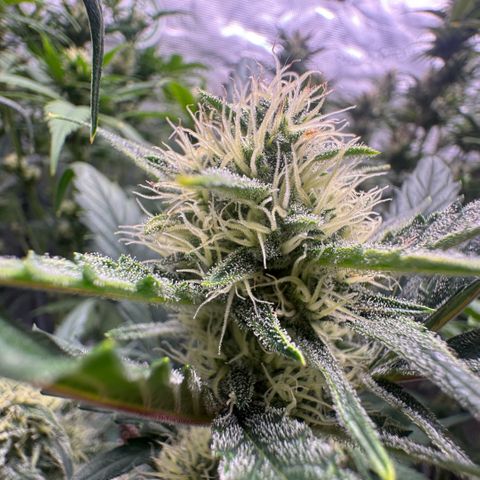 Lemon kerry Banana Purple  growlog timeline photo