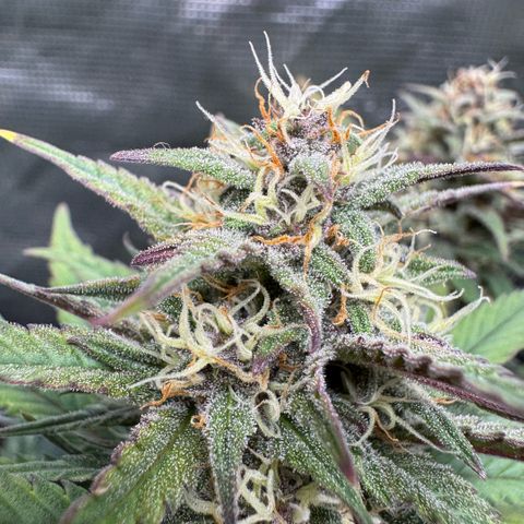 Lemon kerry Banana Purple  growlog timeline photo
