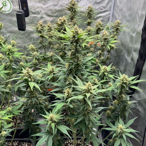 Lemon kerry Banana Purple  growlog timeline photo
