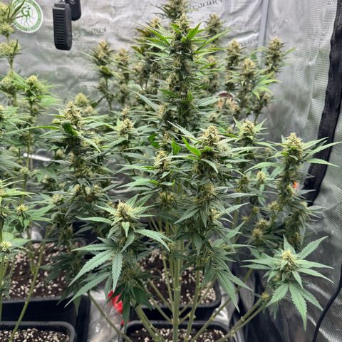 Lemon kerry Banana Purple  growlog timeline photo