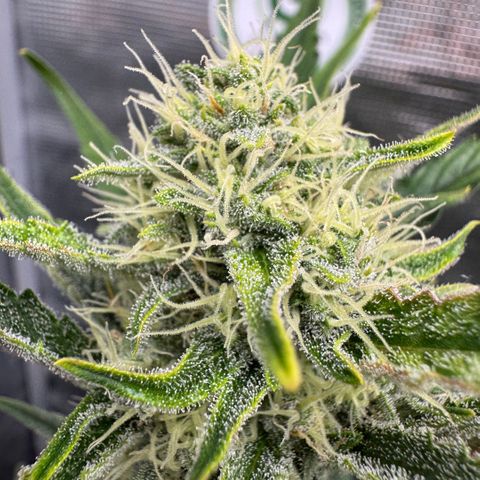 Lemon kerry Banana Purple  growlog timeline photo