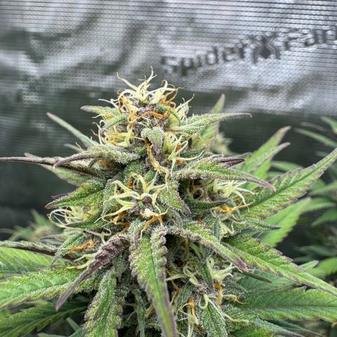 Lemon kerry Banana Purple  growlog timeline photo