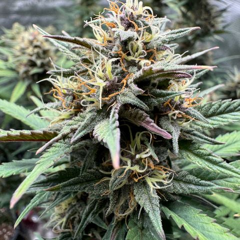 Lemon kerry Banana Purple  growlog timeline photo