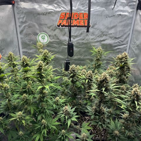 Lemon kerry Banana Purple  growlog timeline photo